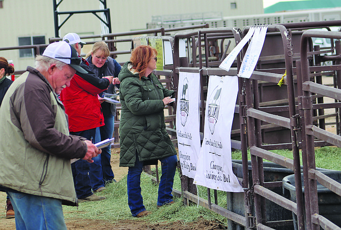 Prospective buyers take notes at one of the consignor pens at the Great Basin Bull Sale.