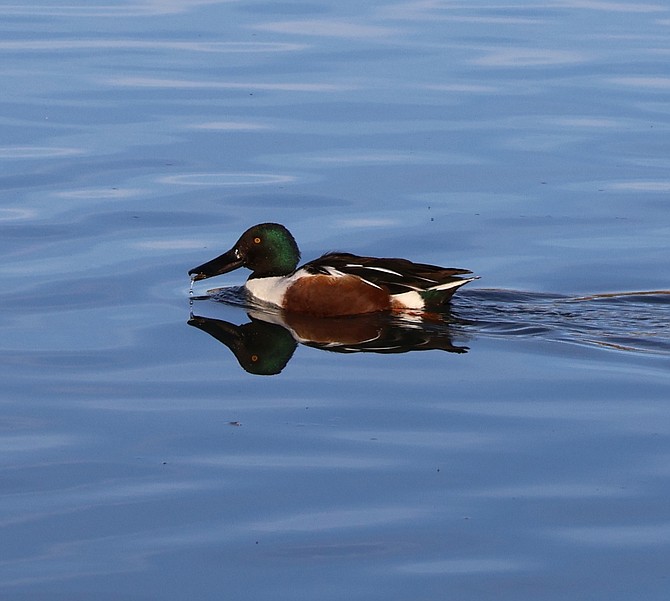 A northern shoveler at Mountain View Pond in Gardnerville, which is not a coot.