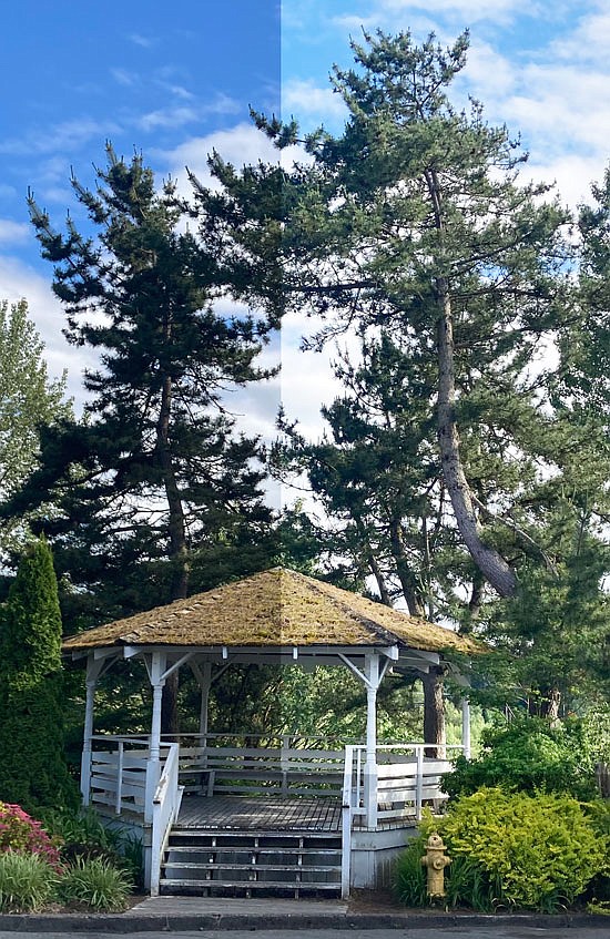 The gazebo and its trees as seen in late June. The Tribune has modified the brightness of the right hand part of this picture to highlight the tree that is curving over which is proposed to be removed.