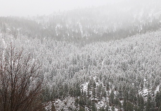 Snow sticks to the trees in the Carson Range above Genoa on Friday morning.
