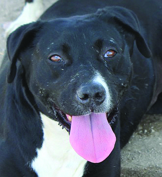 Diesel and Sadie (see print edition for noth) are an 8-year-old Lab-mix brother and sister. Diesel is friendly and enjoys being around people. He loves his pool and playing fetch. Sadie is a sweet girl who likes playing in her pool and going for walks.