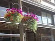 Hanging baskets go up all over downtown right before Memorial Day.