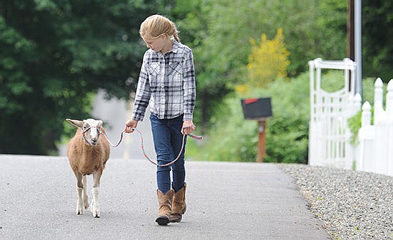 Olivia Marzolf, 9, leads Arlo the lamb for a usual stroll in her Fobes Hill area neighborhood west of Snohomish last week.