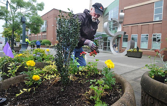 Tom Curd, of Everett, fills a planter with flowers in front of Edward D. Hansen Conference Center at the Angel of the Winds Arena on Hewitt Avenue in Everett last Saturday. Volunteers fought through rain and a mid-morning thunder storm to fill planters along Hewitt and Colby Avenues with the colorful plants.