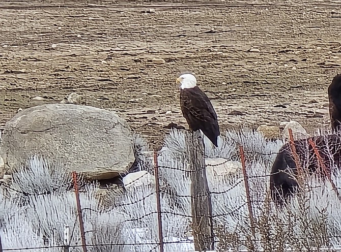 Foothill resident Carol Wentzel sent this photo in on Thursday of a bald eagle perched on a fencepost.