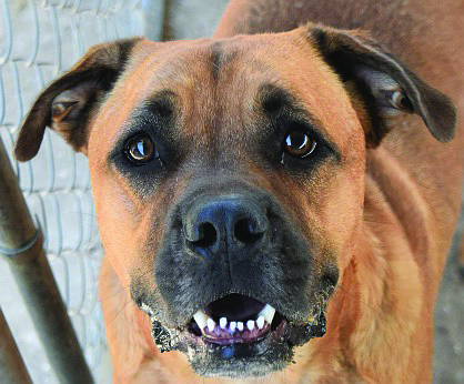 Loki is an adorable 3-year-old Boxer mix with brown, soulful eyes. He has a sweet disposition, although he is a bit shy with new people. When Loki feels comfortable, he is huggable and loves attention.