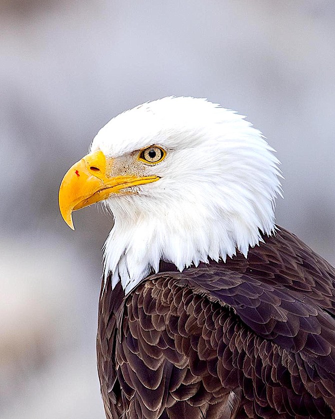 A bald eagle in Carson Valley on March 6 in this photo taken by Duke Johnson.