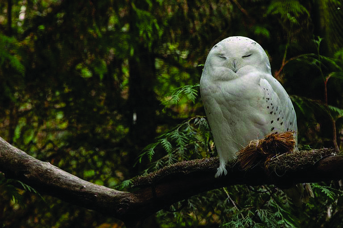 Snowy owl Tundra perches on a branch in his exhibit at Northwest Trek.