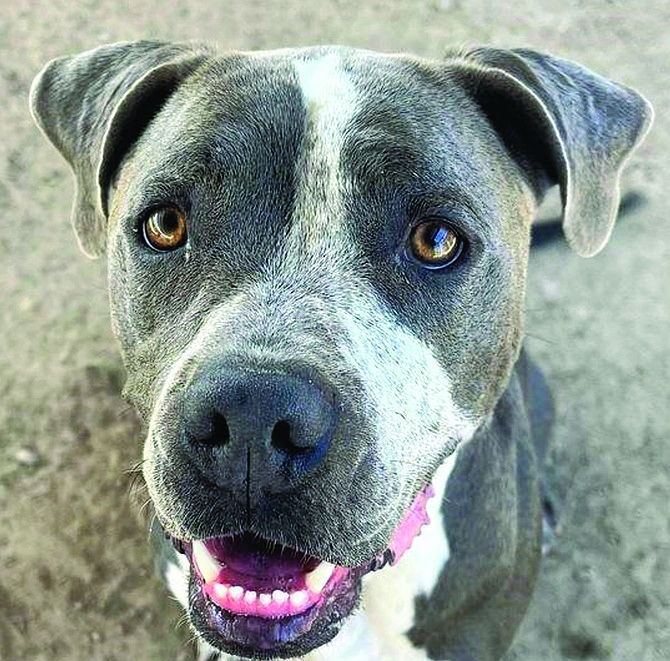 Bellalina is a lovely 3-year-old boxer/pitbull mix with sweet soft eyes. She is house-trained, friendly, and affectionate.