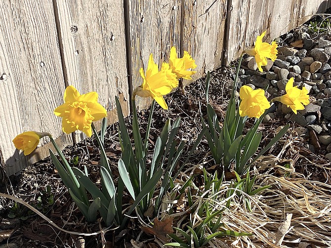 Daffodils are blooming in Minden in this photo taken by resident Robin Sarantos.