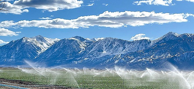 Might not be a bad example to begin watering the foliage like these fields in northern Carson Valley. Photo special to The R-C by Valee Jones Hatcher