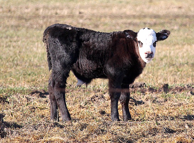 A calf in a field north of Muller Lane on Wednesday evening will see a little bit of weather this weekend.