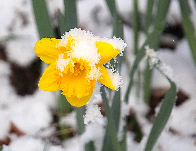 Light snow fell in Genoa overnight generating the iconic snow on a daffodil on Sunday morning.