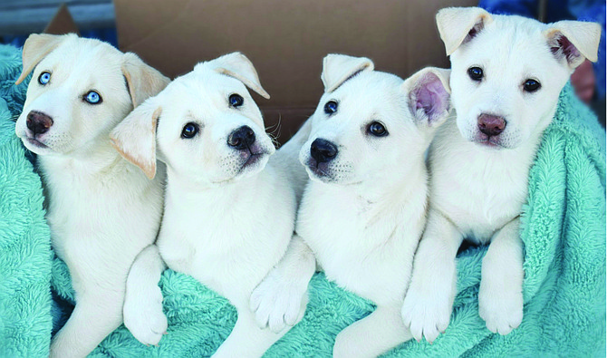 We have four 12-week-old incredibly beautiful fluffy white Husky puppies. There are three females and one male. Cookie has blue eyes; Cheesecake is our male; Creampuff is super white; and Divinity has a pinkish nose.