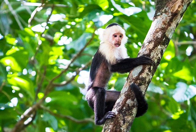 The white-headed capuchin monkey, one of the most intelligent monkeys in the world, will follow your progress as you venture along the Pacuare River in Tortuguero National Park, Costa Rica.