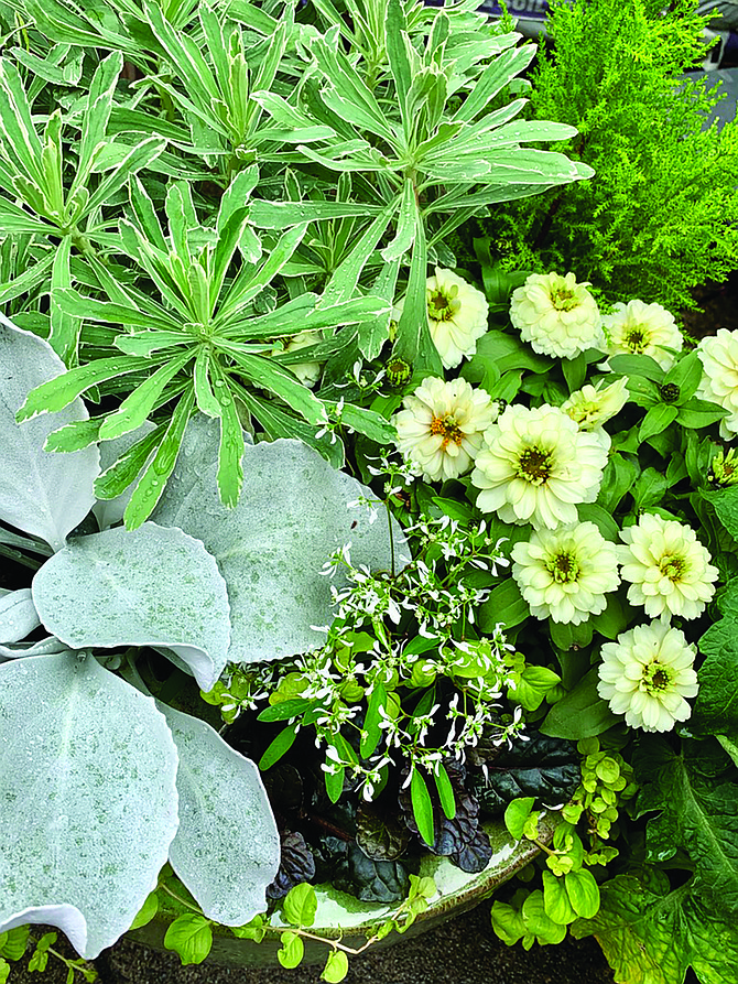 Ravenna Gardens container shows contrast in foliage and flower, with a narrow palette of green, silver and white. The tall euphorbia, lemon cypress and ajuga are reliably perennial in Seattle. The zinnia, flowering euphorbia corollata and possibly the Senecio 'Angel Wings' would need replacing in winter.