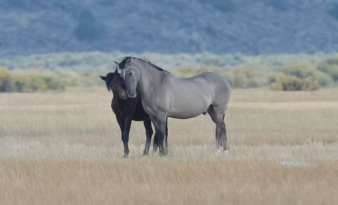 Horses canoodle in a Carson Valley field in this photo by Steven Graboff.