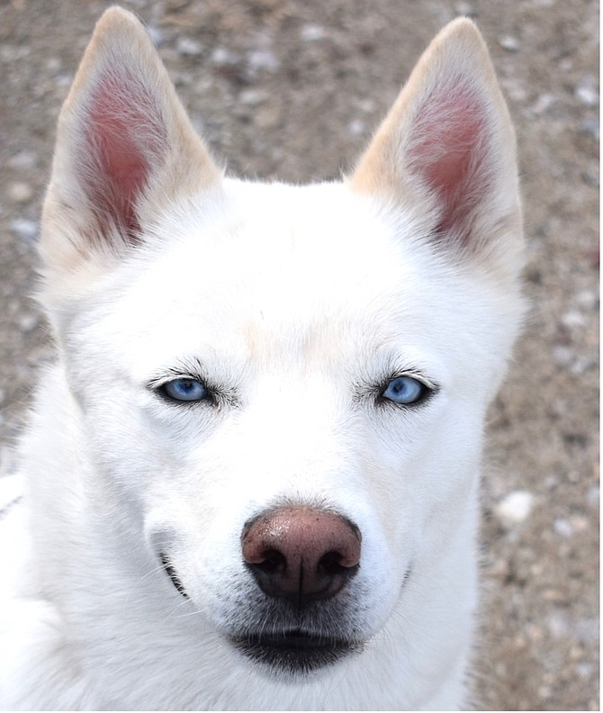 Sweet is a gorgeous 3-year-old Husky mix with incredible blue eyes. Just like her name, she is a sweetheart. She is an active girl who enjoys running around, going for walks, and cuddling on the couch with her human.
