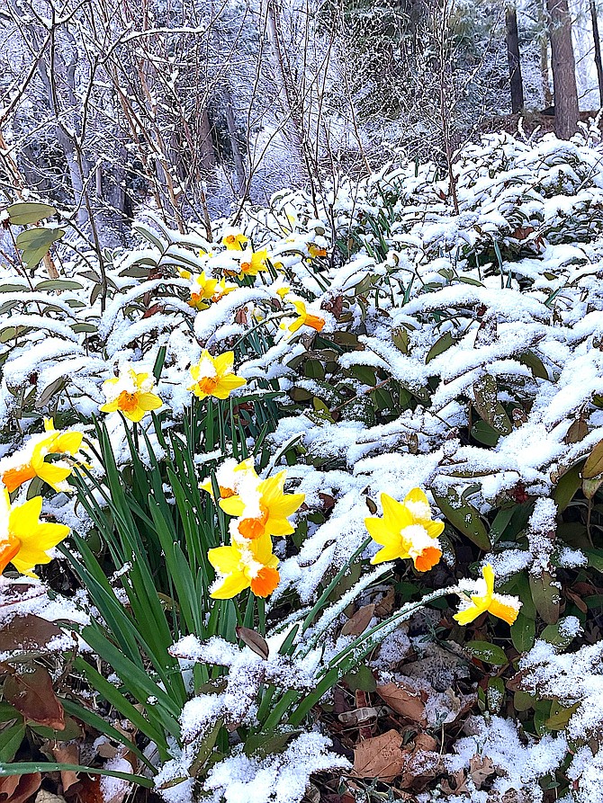 Snow on daffodils in this photo by Genoa resident Joyce Hollister.