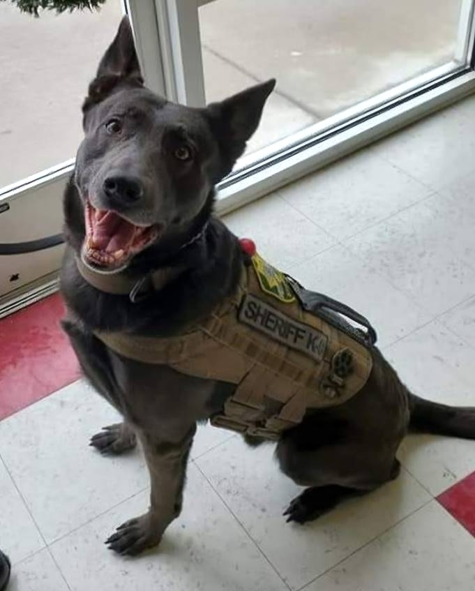 K9 Blue of the Carson City Sheriff's Office retires | Serving Carson City for over 150 years - Vimarsana News