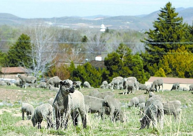 Sheep from the Borda Land and Sheep Co. grazing on cheatgrass at the base of C Hill near Fifth Street in Carson City.