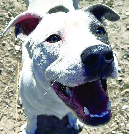 Odin is an adorable 8-month-old pitbull mix. He is very sweet and loves people. Odin needs to build his confidence and work on socialization. He is good with children, other dogs, and loves to play.