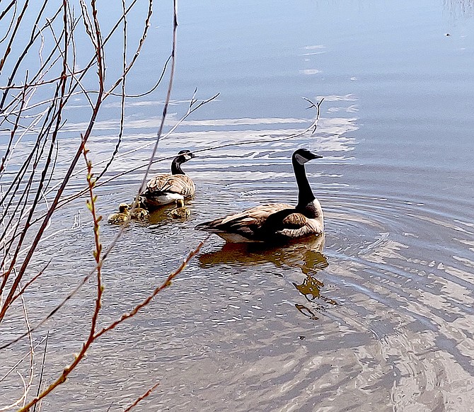 Geese and goslings paddle along at the River Fork Ranch open house on Saturday in this photo by Gardnerville resident Julie Duda.