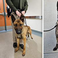 Carson sheriff K-9 unit welcomes two new members