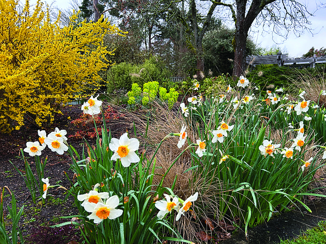 At the Bellevue Botanical Garden, bulbs have their moment mingled among grasses and evergreens.