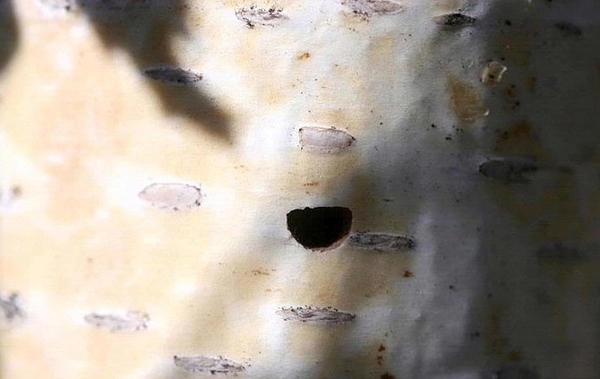 D-shape hole bronze birch borer.