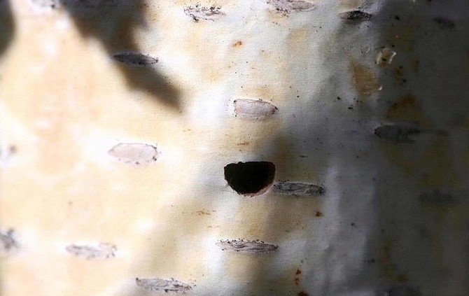 Joanne Skelly: Borer Control In Birch Trees 