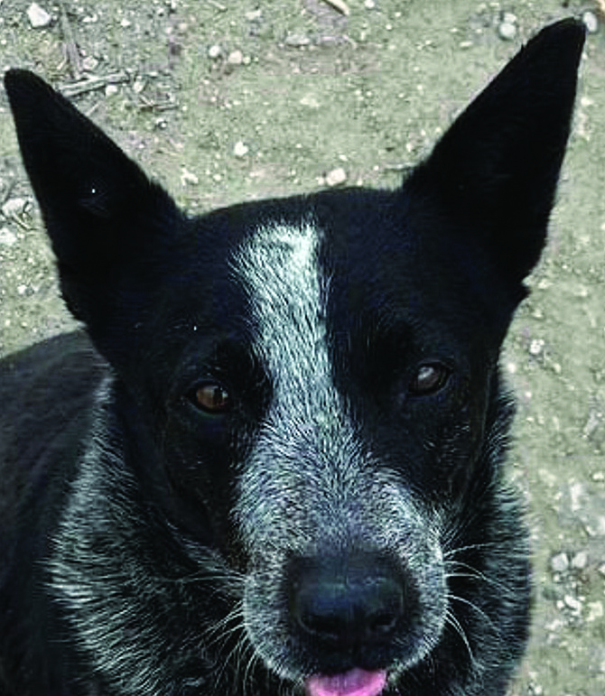 Ana is an adorable senior 9-to-12-year-old Heeler. She is very sweet, loves people, and enjoys being pet. Ana was primarily an outdoor dog at her previous home.
