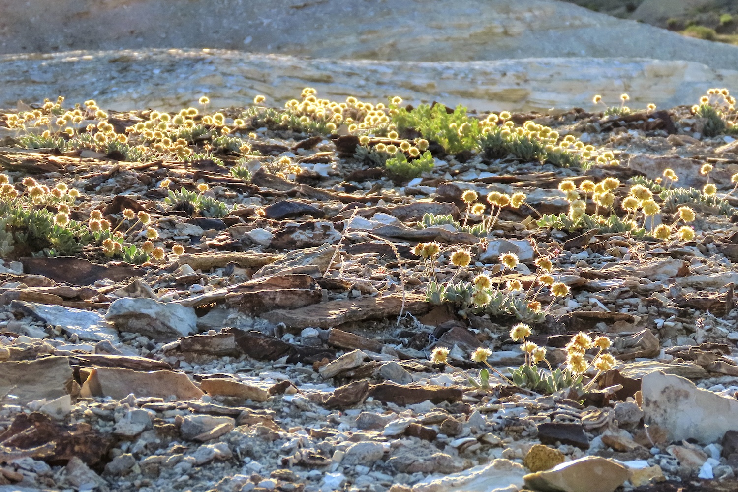 Lithium mine moves forward despite endangered wildflower - Vimarsana News