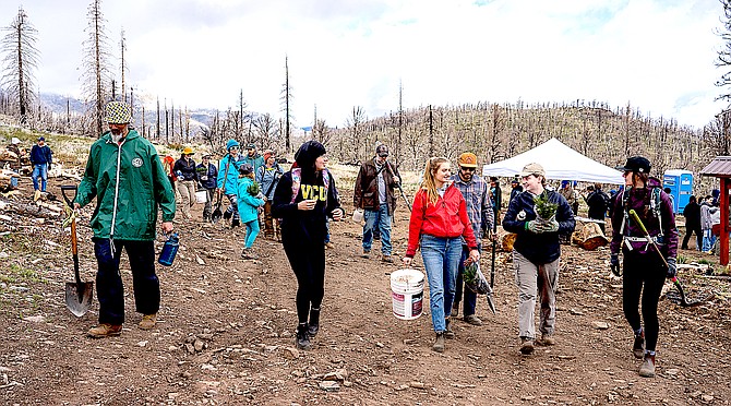 Volunteers plant seedlings near Curtz Lake in Alpine County on Arbor Day.