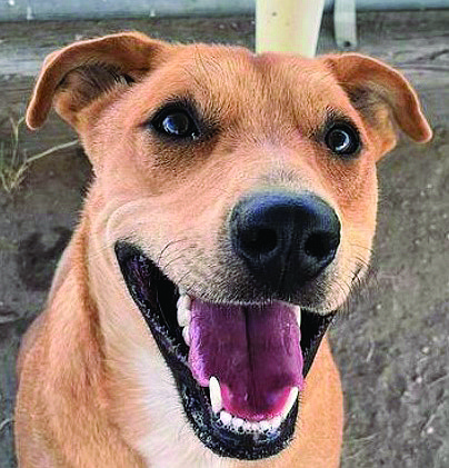 BG (Big Guy) is an active 1-year-old Lab/Border Collie-mix with a big smile. He came to CAPS as a puppy from a hoarding situation, and he needs a loving home.