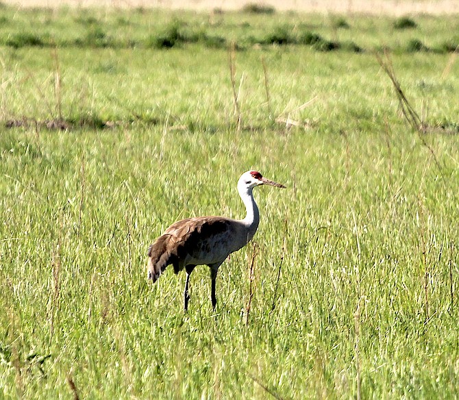 A sandhill crane struts in a field south of Genoa Lane on Monday morning.