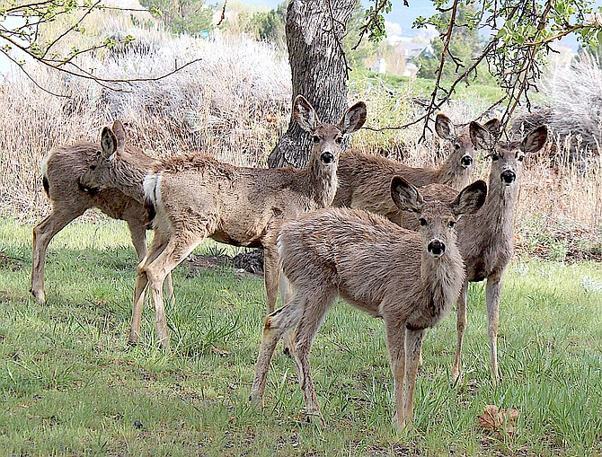 Deer perk up in the old apple orchard near Sierra Creek north of Genoa.