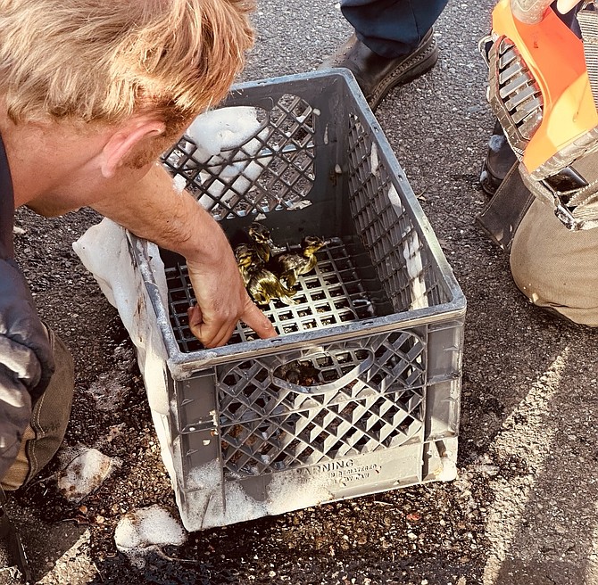 A duckling rescued by an East Fork firefighter.