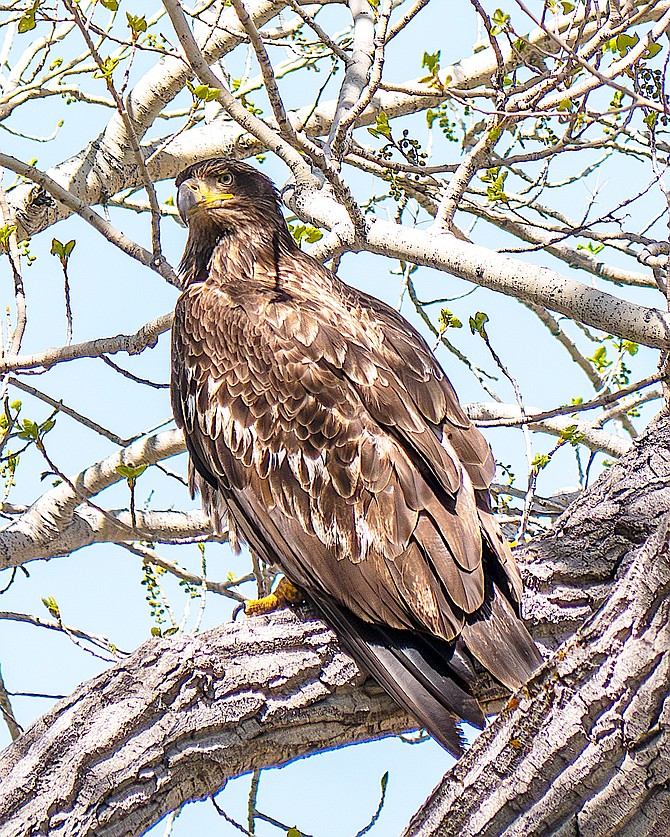 A juvenile bald eagle taken from along Foothill Road by Lori Johnson.