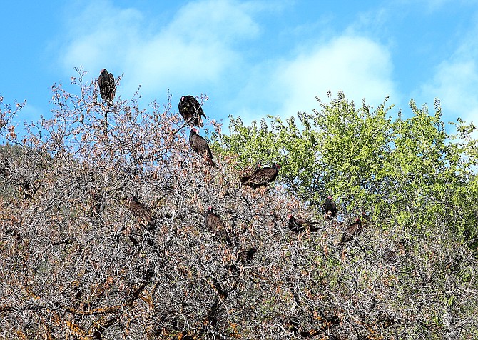 A wake of turkey vultures perch in a tree in Genoa on a still Friday morning. If the forecast wind turns up on Saturday they'll need to find a less precarious spot to wait out the storm.