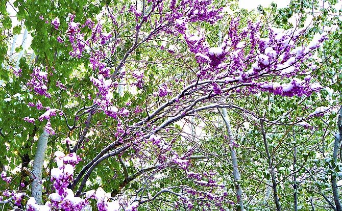 Snow adds a smidge of white to spring foliage in Topaz Ranch Estates taken by John Flaherty.