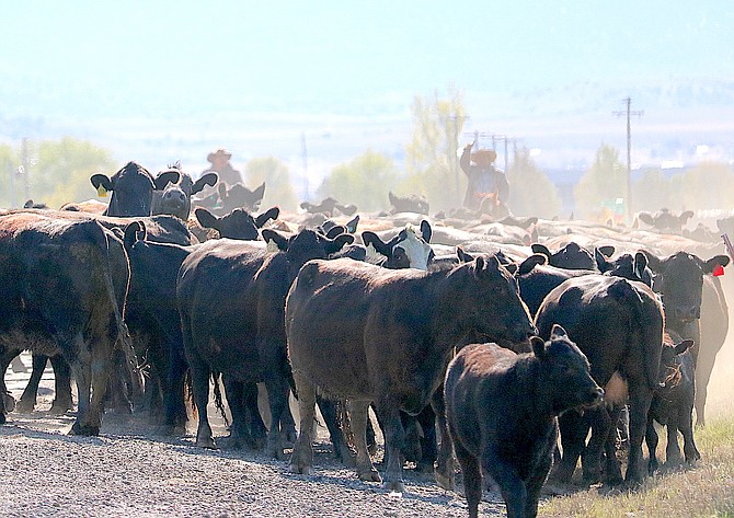 There's always someone in the herd trying to go the wrong way. A cattle drive on Genoa Lane slowed traffic on Tuesday morning.