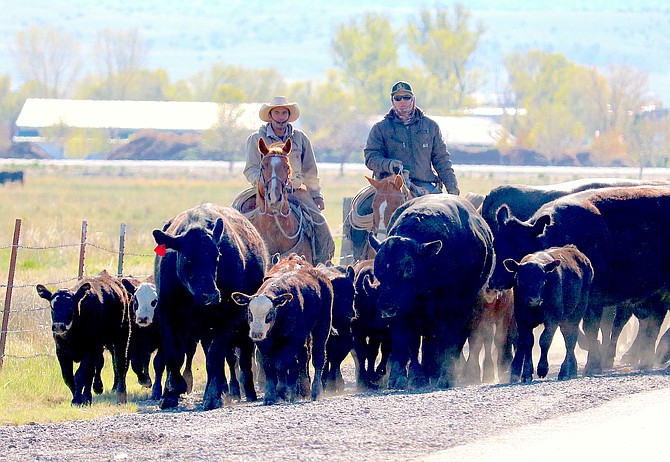 Cows and calves make their way west on Genoa Lane with a little encouragement.