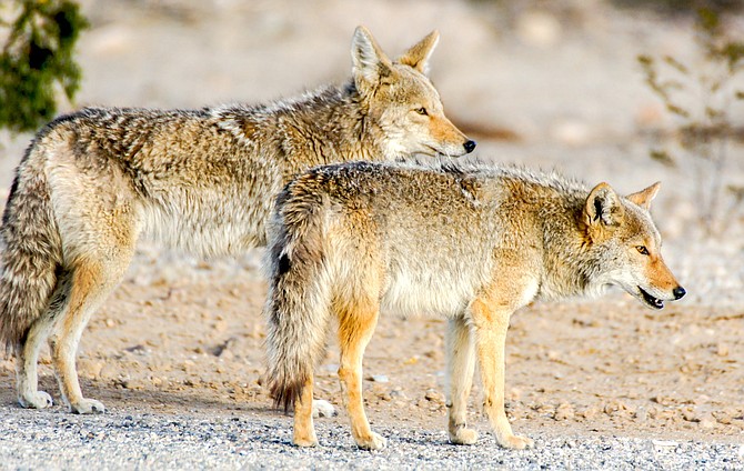 Coyotes in Death Valley, California.