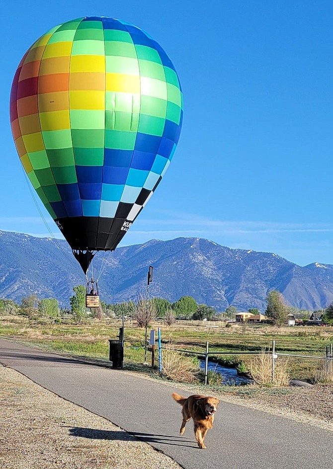 Jordan the dog leads a hot air balloon home in this photo taken by Deborah Blackman on Tuesday morning. There are going to be a lot of those in Carson Valley skies this weekend thanks to Hot Air for Hope at Lampe Park.