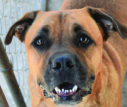 Loki is an adorable 3-year-old Boxer mix with brown, soulful eyes. He has a sweet disposition, although he is a bit shy with new people. When Loki feels comfortable, he is huggable and loves attention.