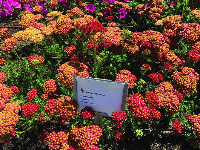 Perennial yarrow (Achillea spp.) can benefit from the “Chelsea Chop,” deadheading, and hard pruning after its first round of bloom.