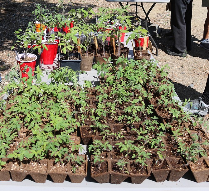 Mystery and other breeds of tomato on sale at Saturday’s Heritage Park Gardens annual plant sale.