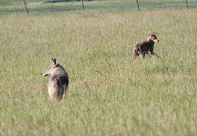 A pair of coyotes in a field north of Genoa Lane on Thursday morning.