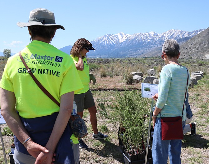 Master Gardeners talk with a customer about pygmy caragana a plant native to the Great Basin at the Native Plant Sale conducted at the River Fork Ranch on May 18.